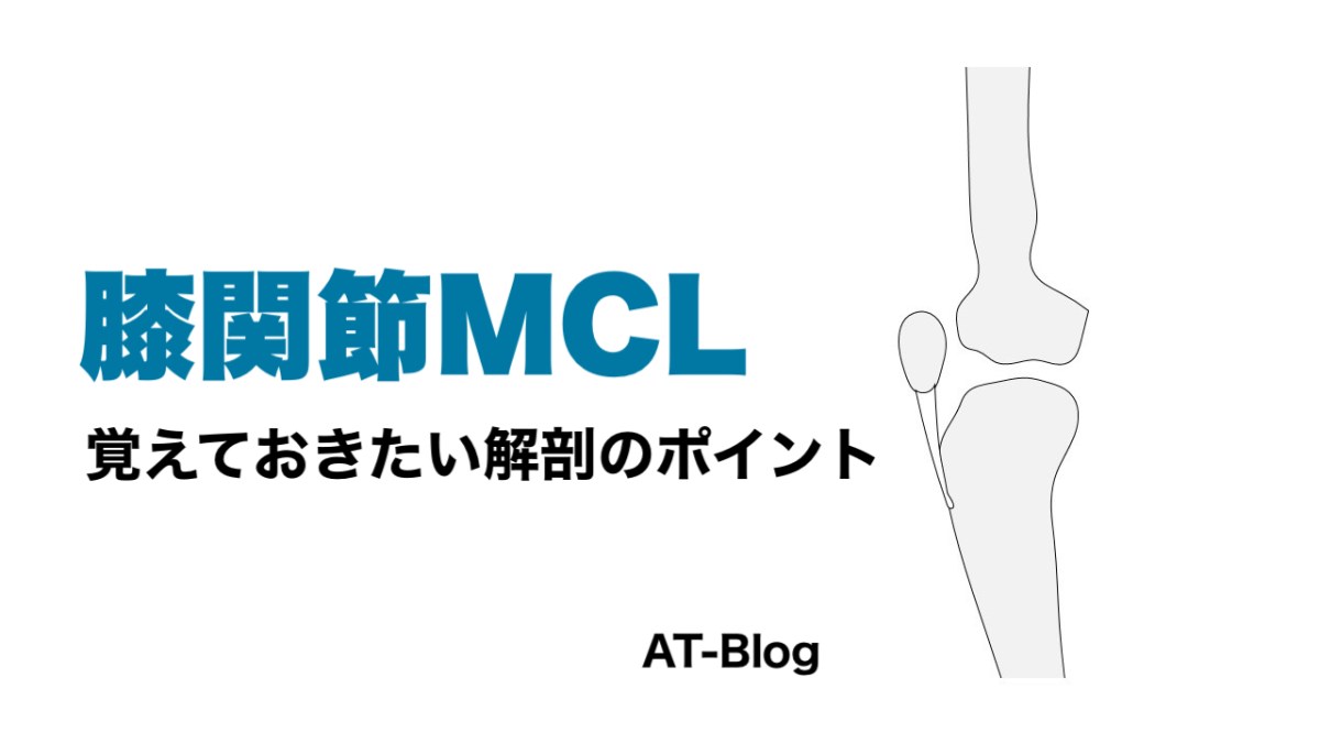 膝関節MCL｜覚えておきたい解剖のポイント